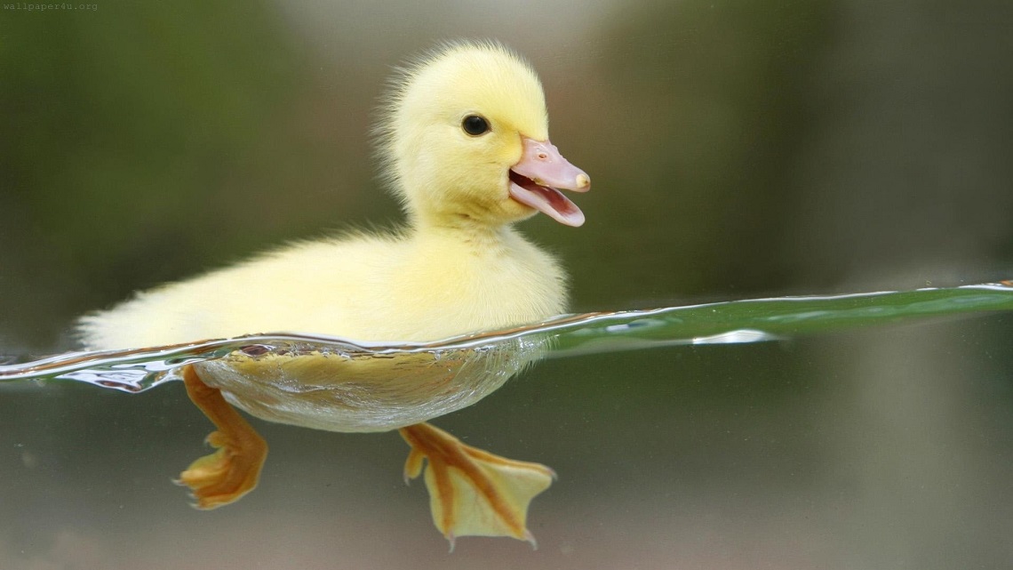 Dopo la denuncia di Essere Animali i supermercati Pam hanno tolto il foie gras dagli scaffali