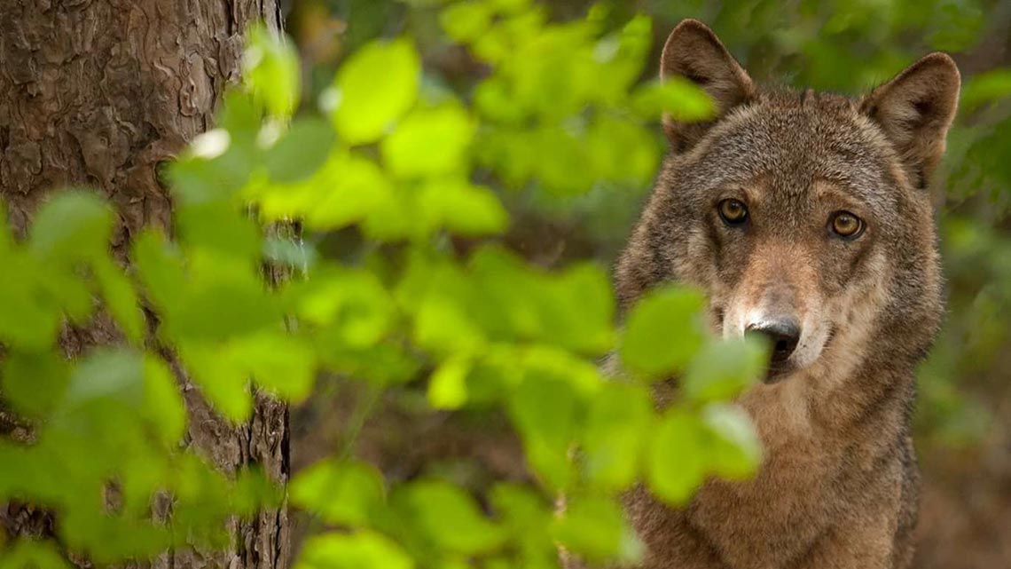 Un Albero 365 Giorni Il Video Straordinario Del Parco Nazionale D