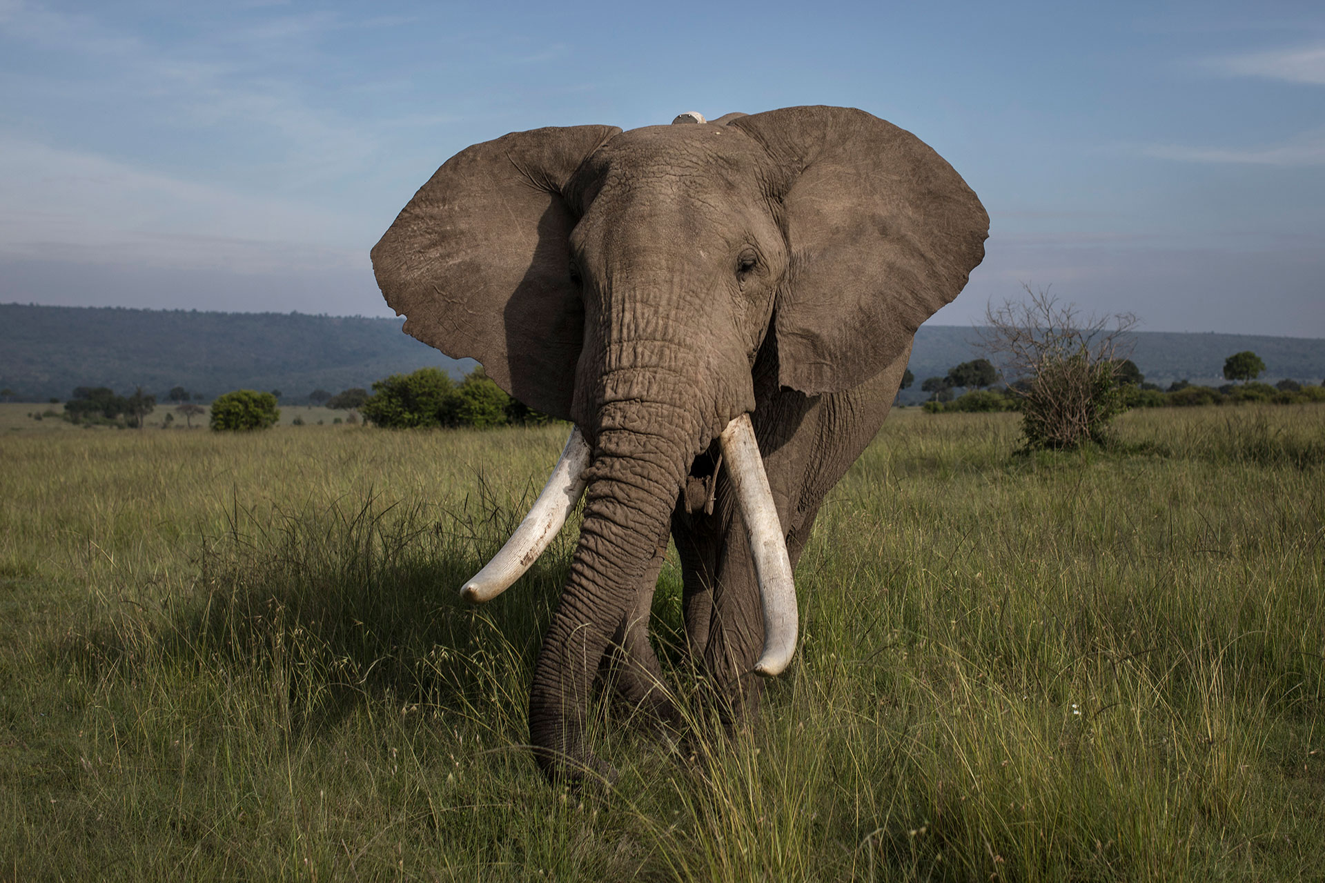 Entrambe le specie di elefante africano rischiano l’estinzione