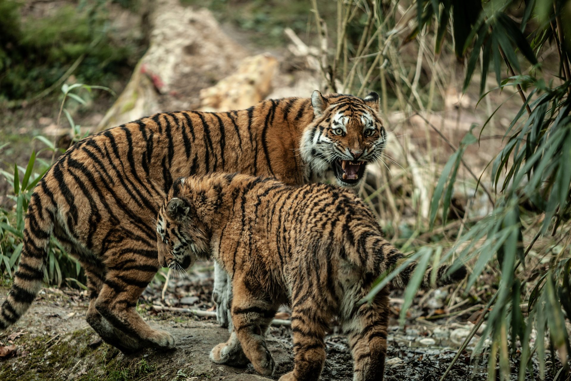 Una tigre siberiana