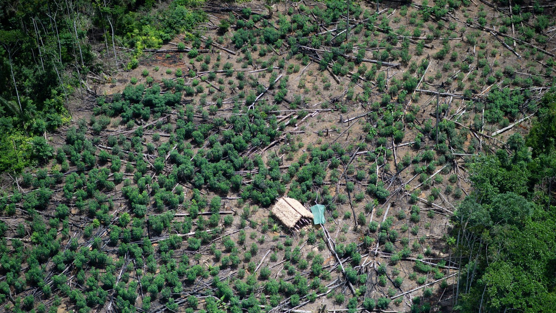 La deforestazione amazzonica in Brasile