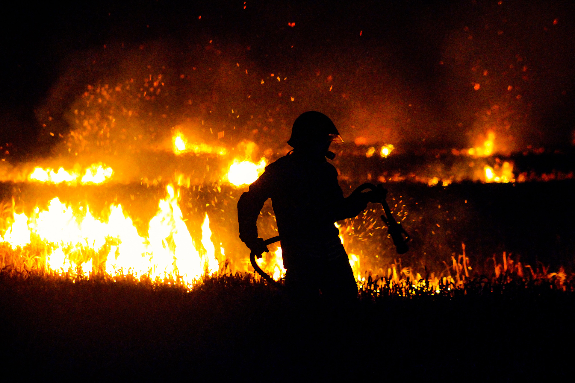 Salento, decine di rospi morti in due incendi dolosi