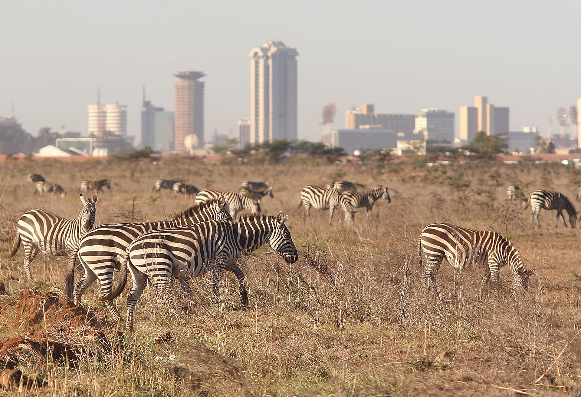 Il Kenya dà il via al primo censimento nazionale di fauna selvatica