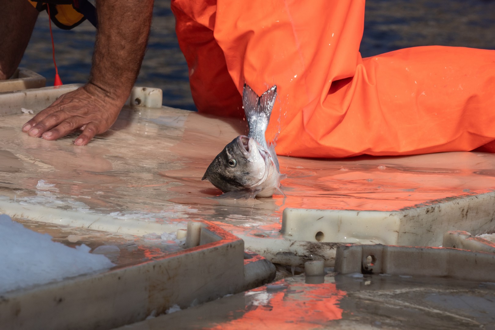 Un pesce agonizzante in un allevamento intensivo in Grecia