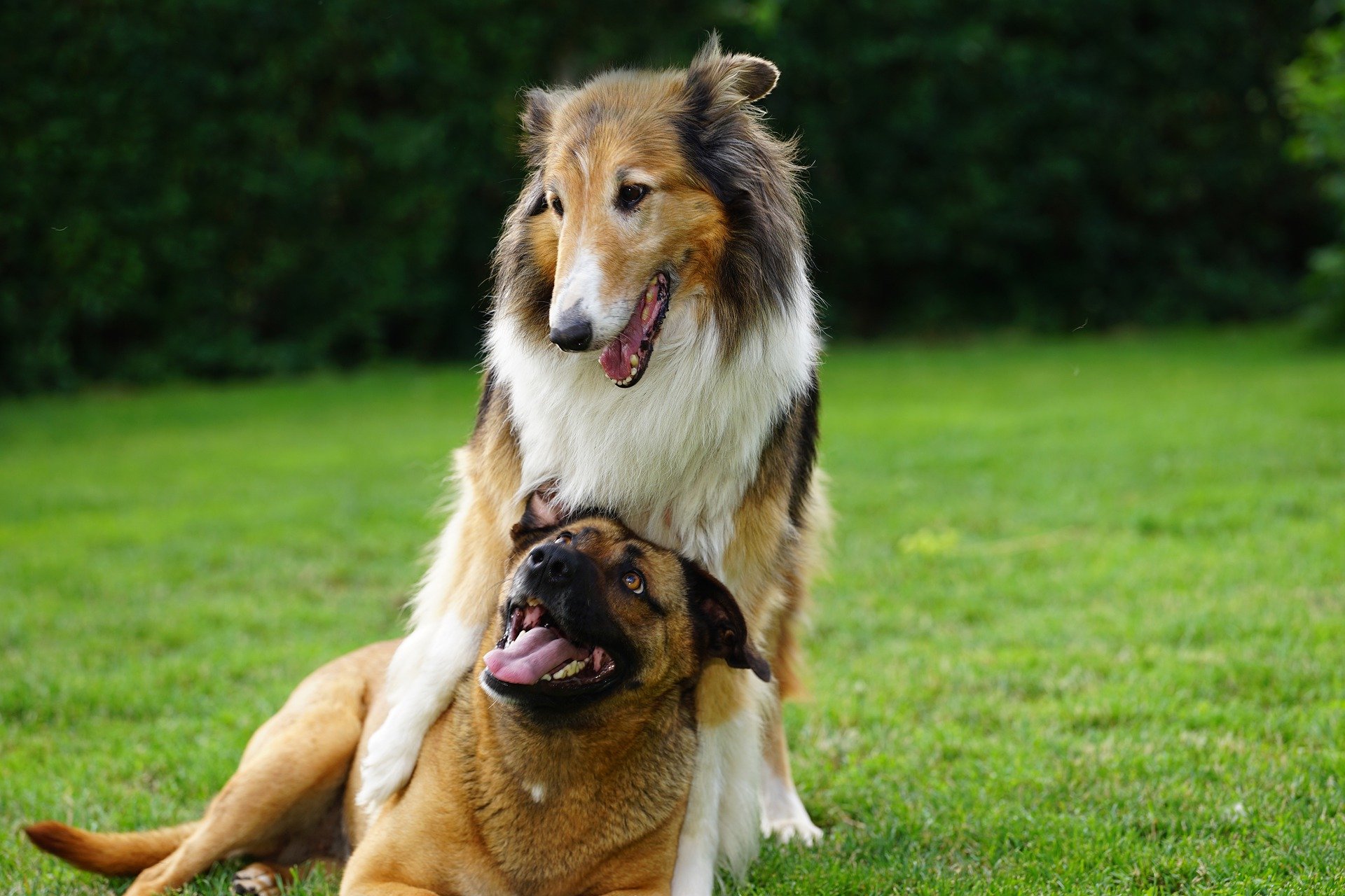 Il cane innamorato, come affrontare gli innamoramenti di Fido - LifeGate