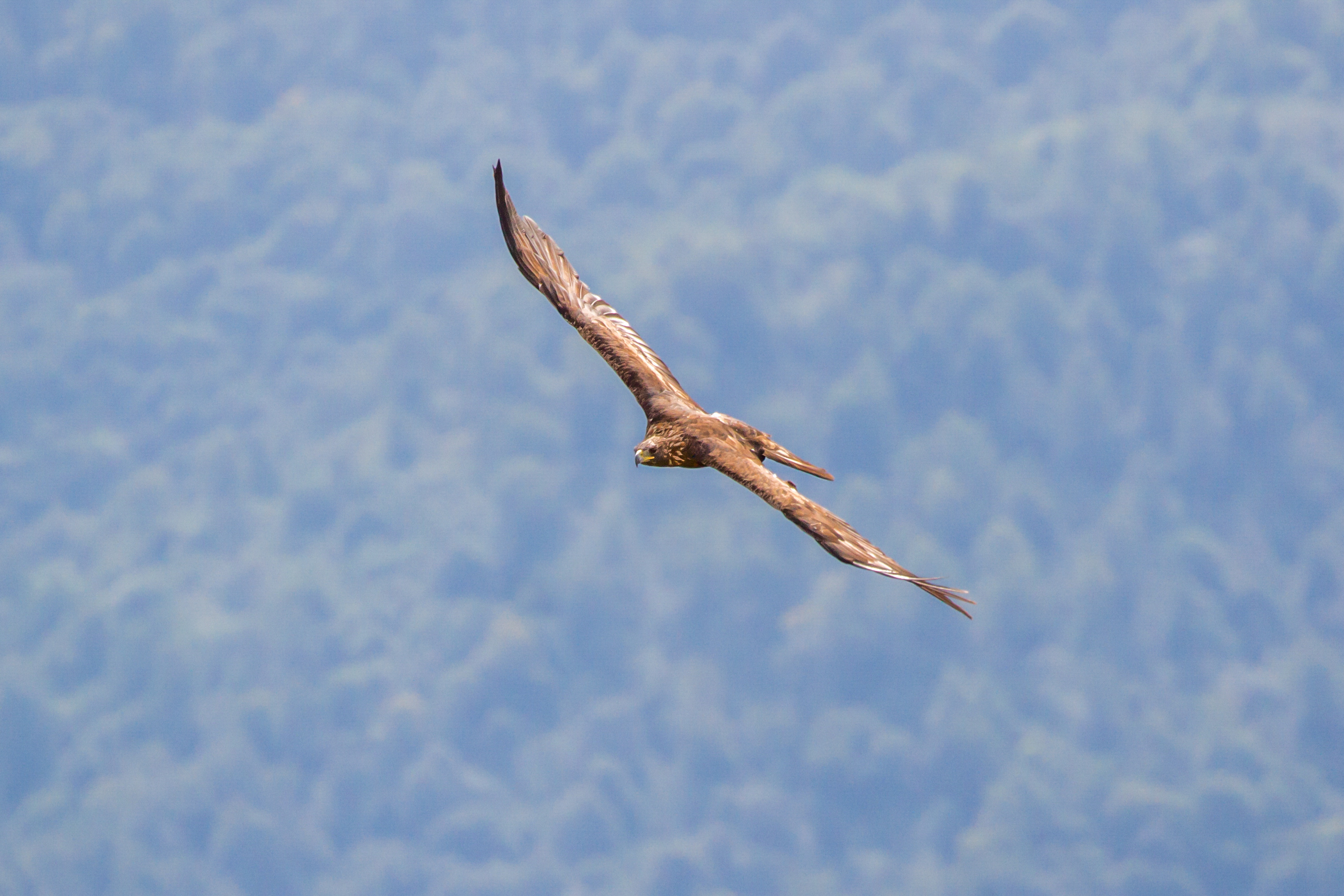 I “magnifici sette”, alcune delle specie più iconiche in Italia