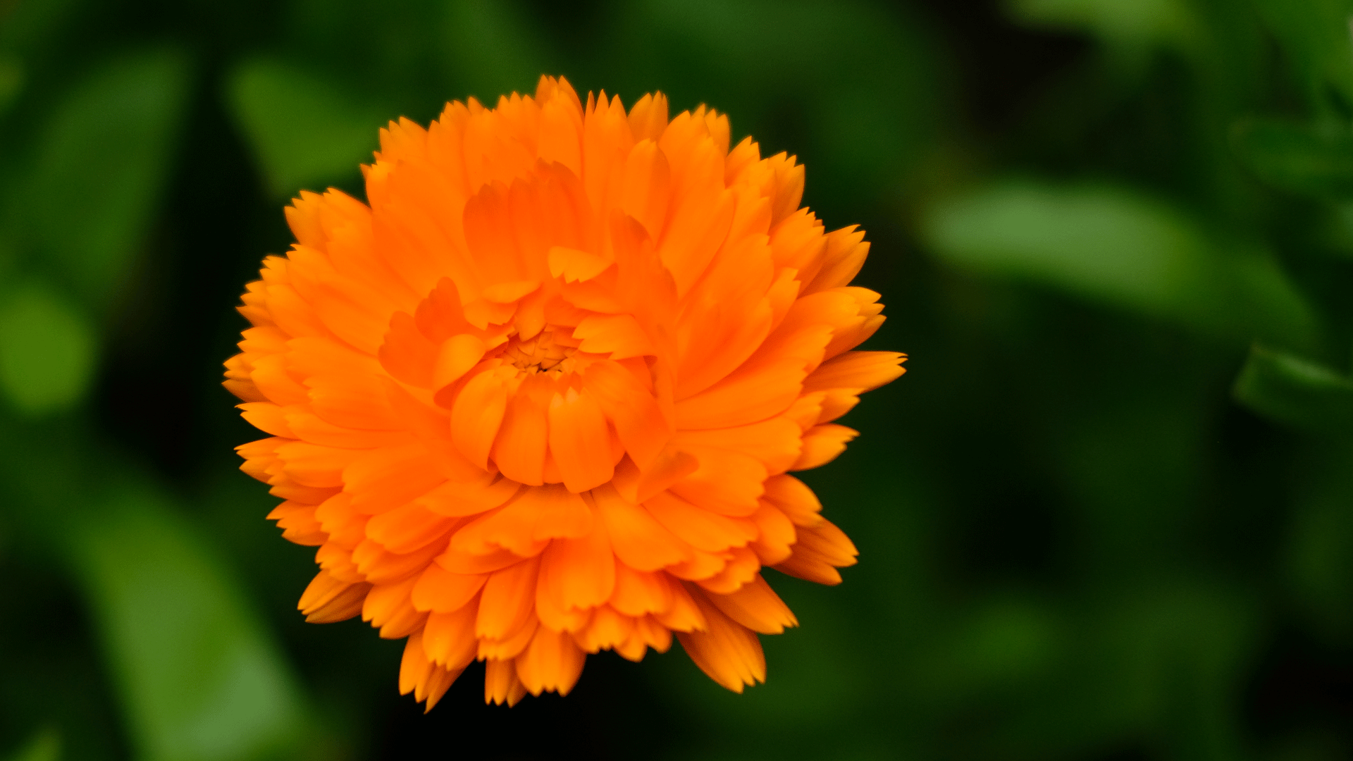 Calendula, quali sono le sue sorprendenti proprietà fitoterapiche e  cosmetiche - LifeGate