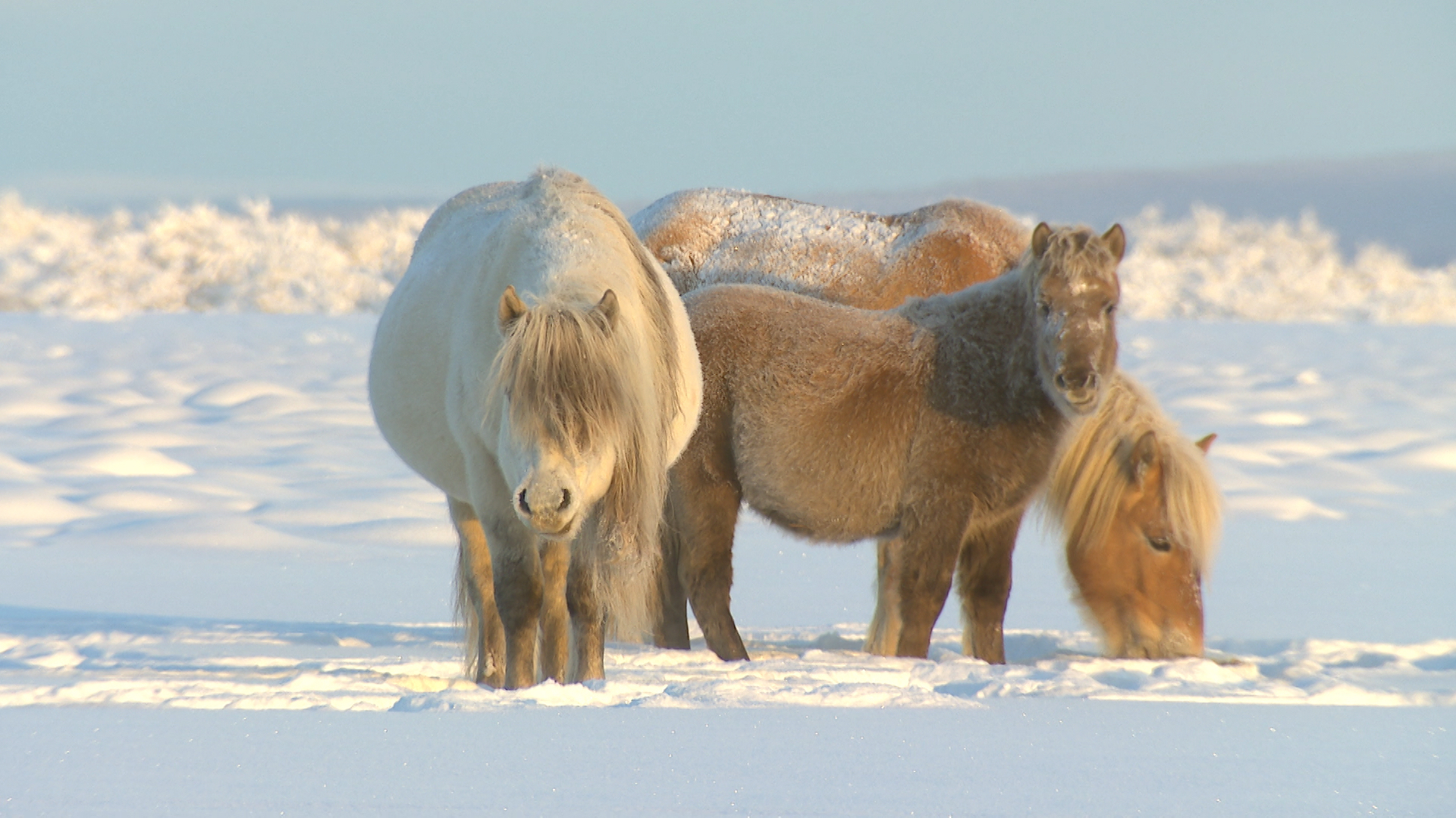 Pleistocene Park -Cinemambiente