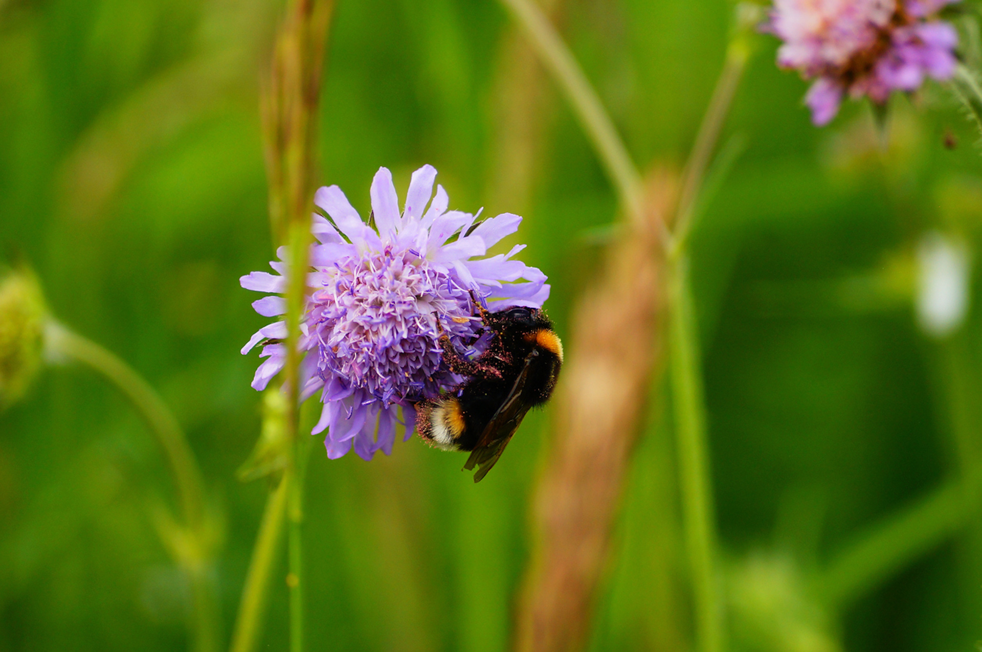 agricoltura biodinamica