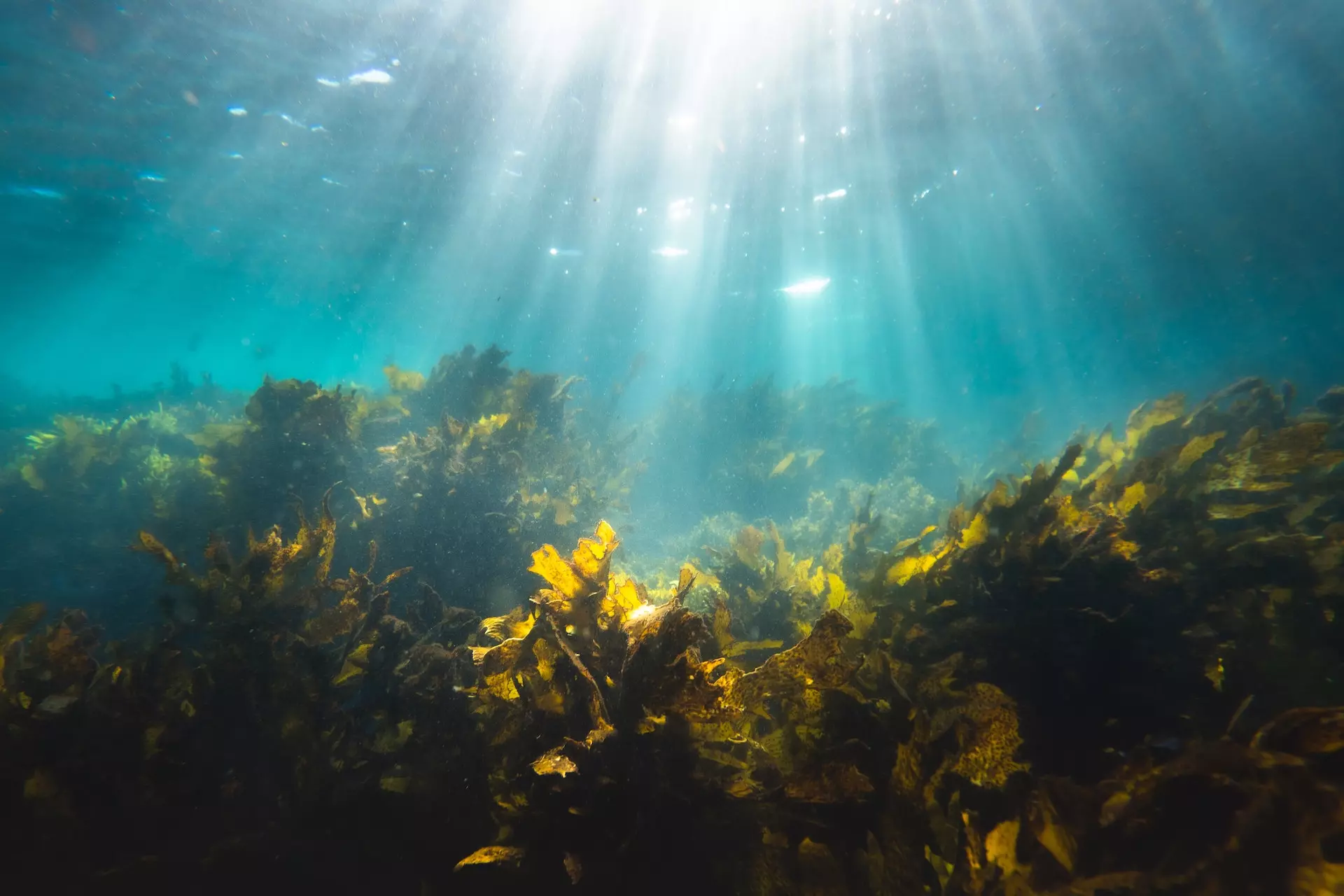 Le risorse degli oceani sono inestimabili: queste sei startup hanno la missione di tutelarle