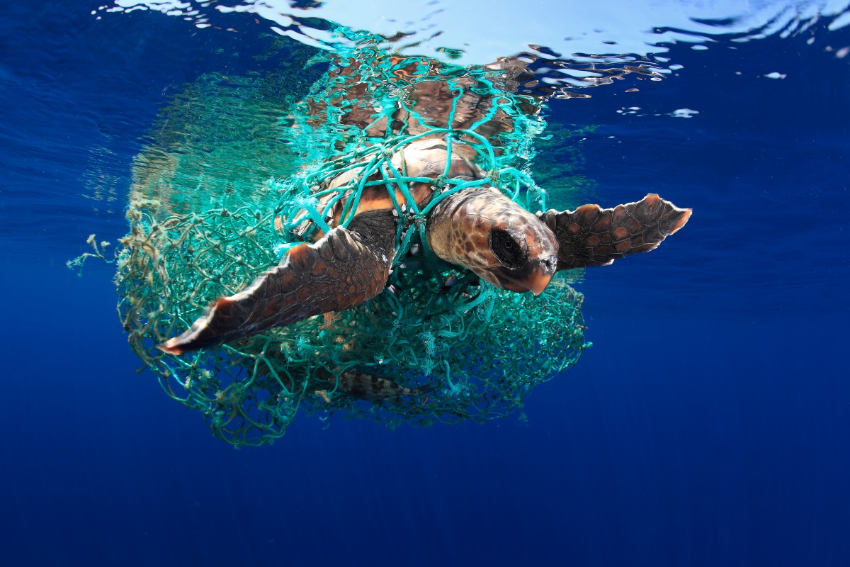 Le Foto Dell'Underwater Photographer Of The Year 2019. Tra I Vincitori ...