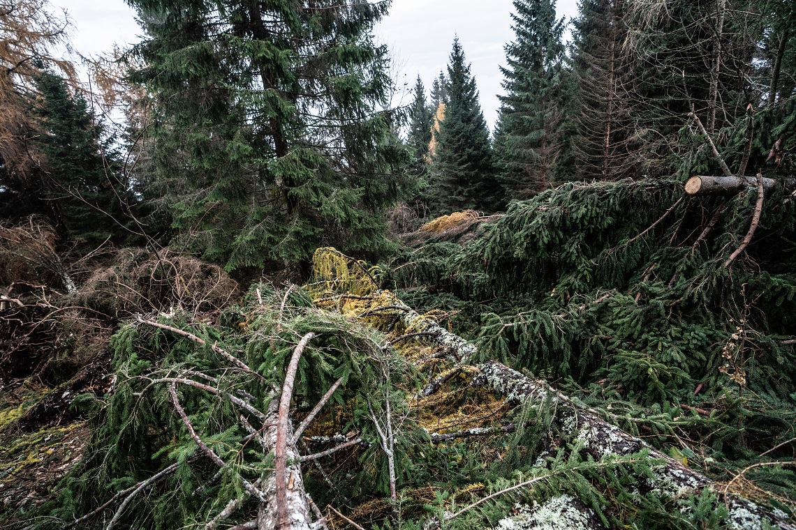 Tempesta Vaia. La voce di chi sta lavorando per far rinascere i boschi del Trentino