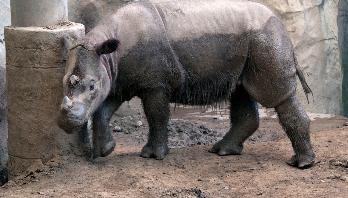 È morto anche Tam, l’ultimo rinoceronte di Sumatra maschio della