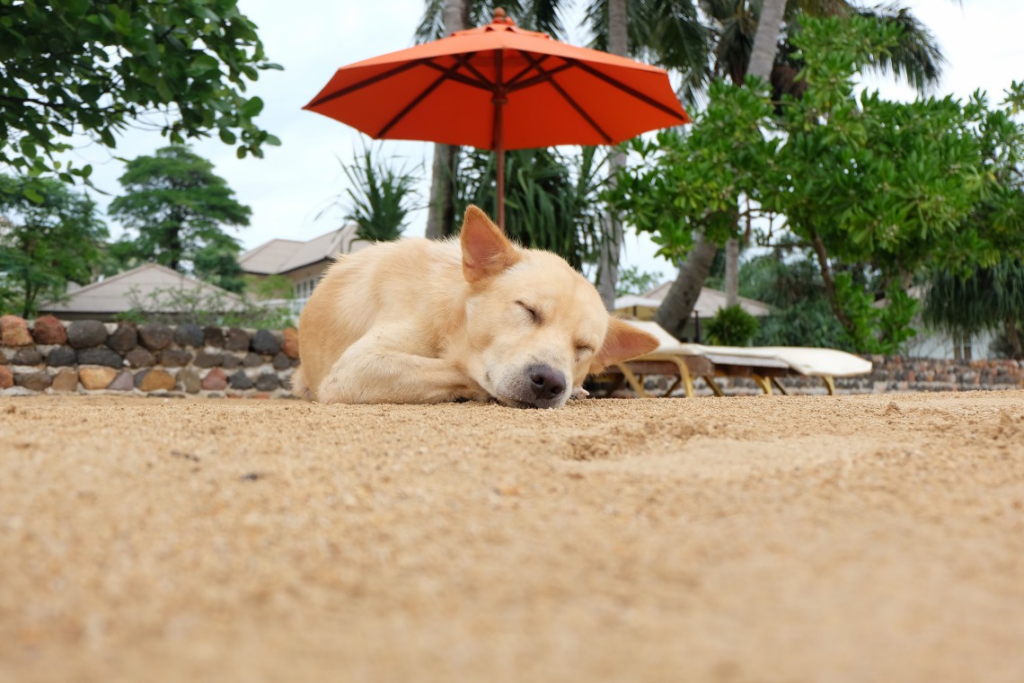 Ordinanza Tar Sui Cani In Spiaggia I Comuni Non Possono