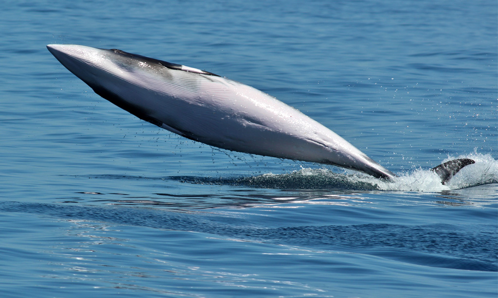 Il Giappone dà il via alla stagione della caccia alle balene, di nuovo