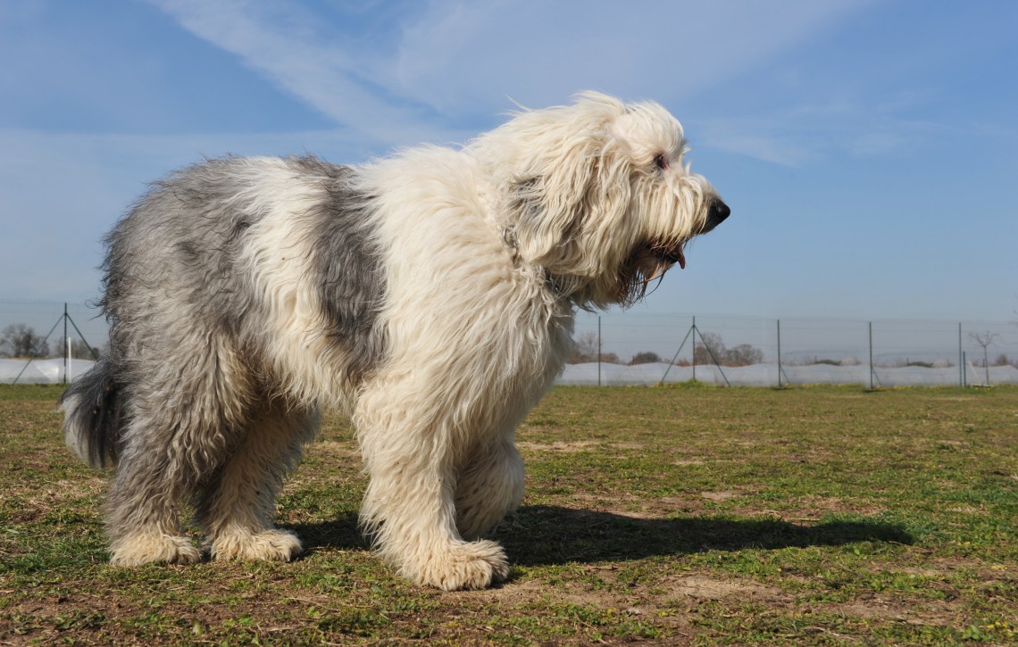 Bobtail Il Cane Da Pastore Inglese Che Rischia L Estinzione Lifegate