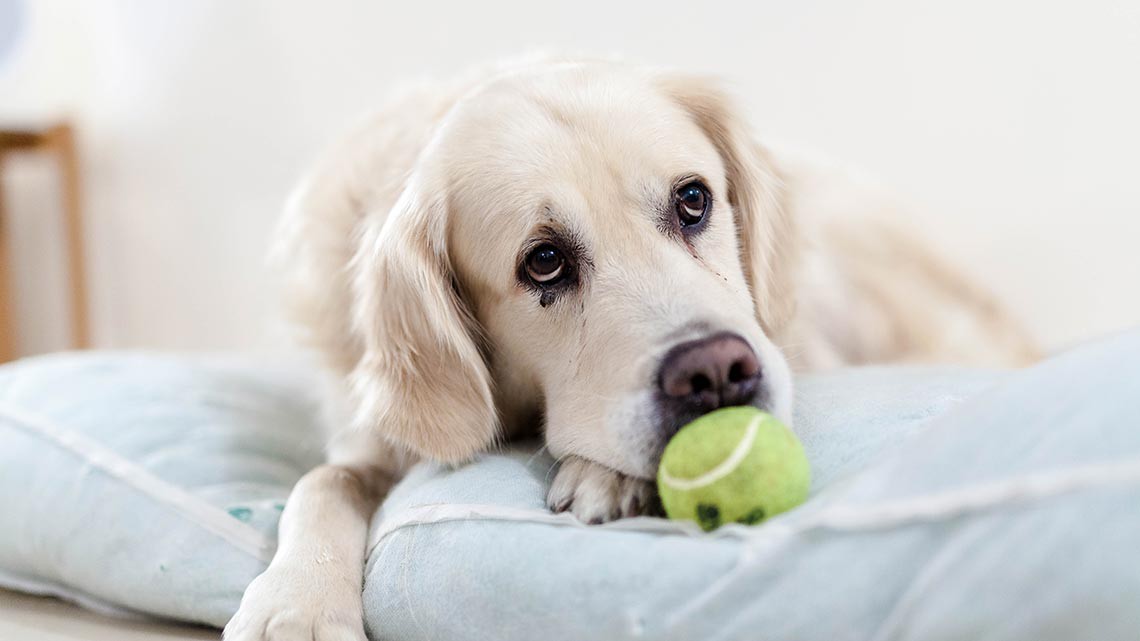 Fegato Sano Dopo Le Feste Anche Per I Nostri Animali