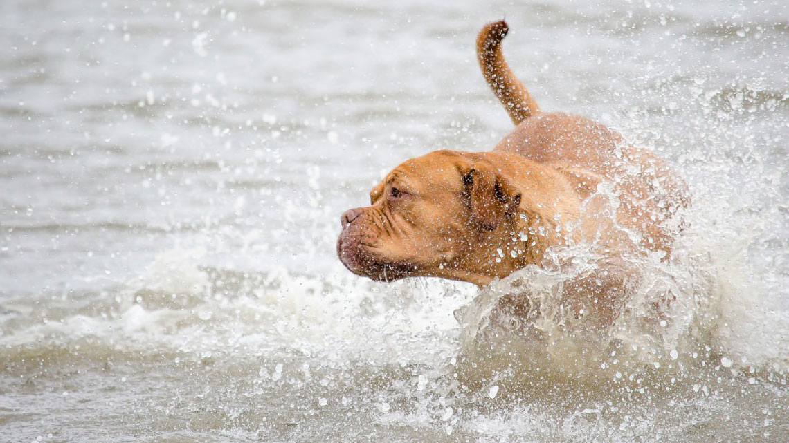 Nuotare Con Il Cane Cosa Sapere Consigli Avvertenze E