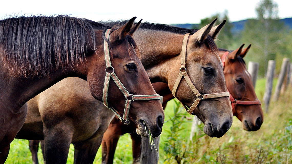 La salute del cavallo: prevenzione, consigli e cure | LifeGate