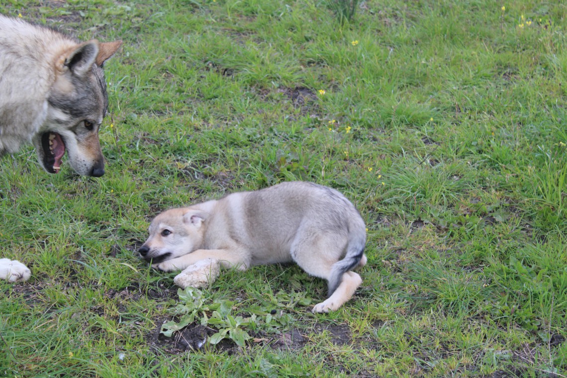 Cuccioli E Dentizione Come Controllare I Morsi Con Il Gioco E La Dolcezza Lifegate