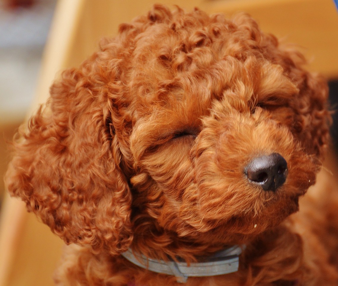 Il barbone, taglia grande o mini per un cane dal pelo riccio che arriva dalla Francia