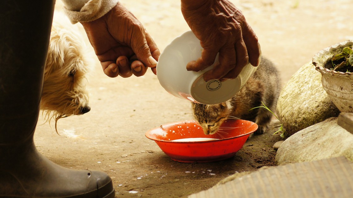 Fegato Sano Dopo Le Feste Anche Per I Nostri Animali