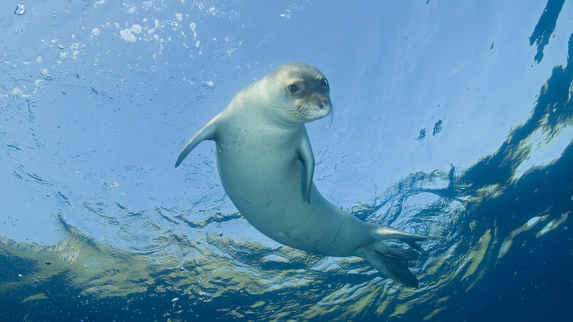 La foca monaca è tornata a nuotare nelle nostre acque | LifeGate