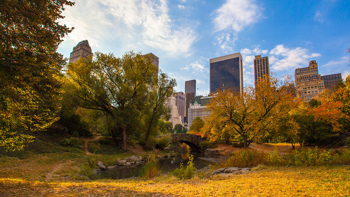 Central Park è davvero un luogo magico: gli alberi crescono più