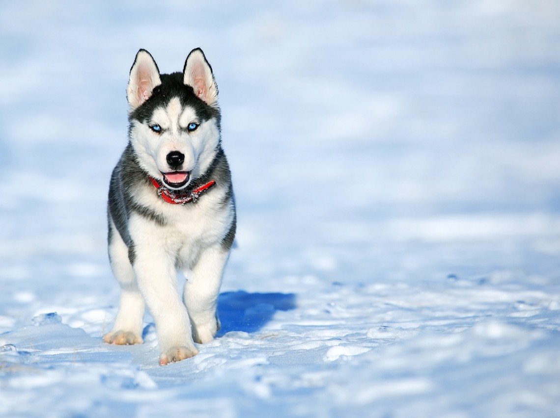 Husky, il segreto degli occhi azzurri è scritto nel dna | LifeGate