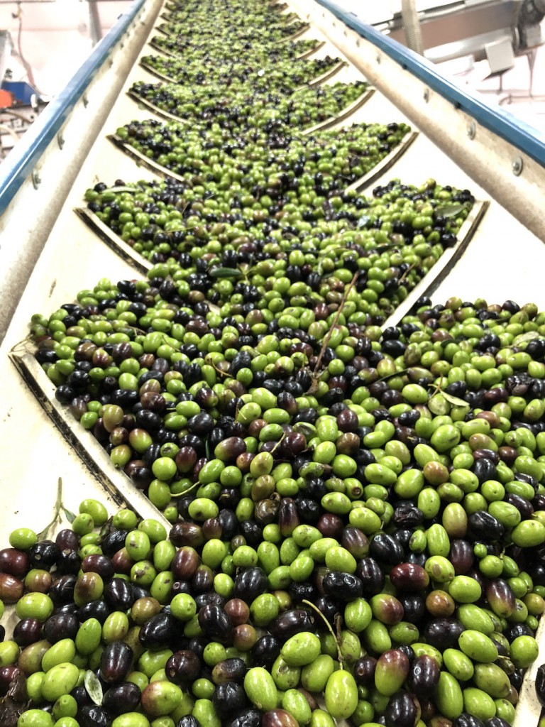 frangitura delle olive