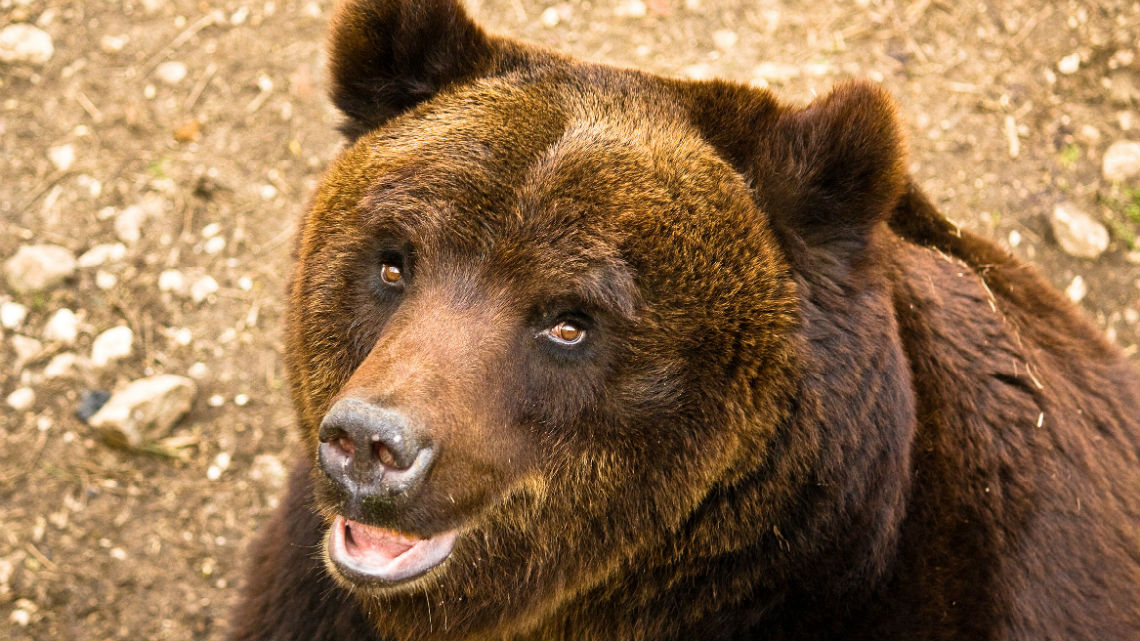 Cosa è Successo All'orso Marsicano In Abruzzo | LifeGate