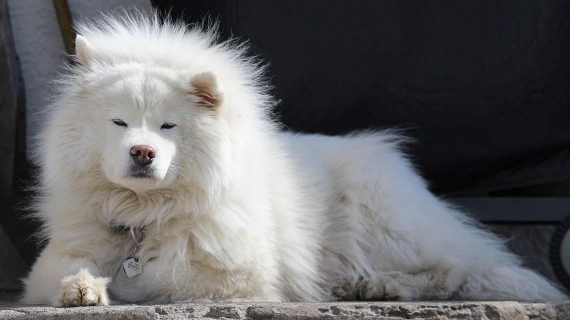 Samoiedo, il cane bianco che arriva dall'estremo nord | LifeGate