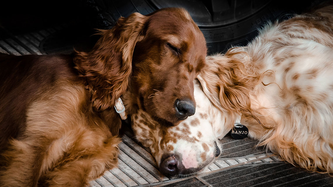 Setter irlandese, lâ€™eleganza fatta cane. Tutte le