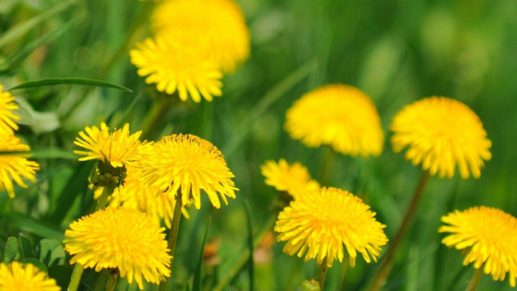 Tisane A Primavera Per Depurare Il Fegato Lifegate